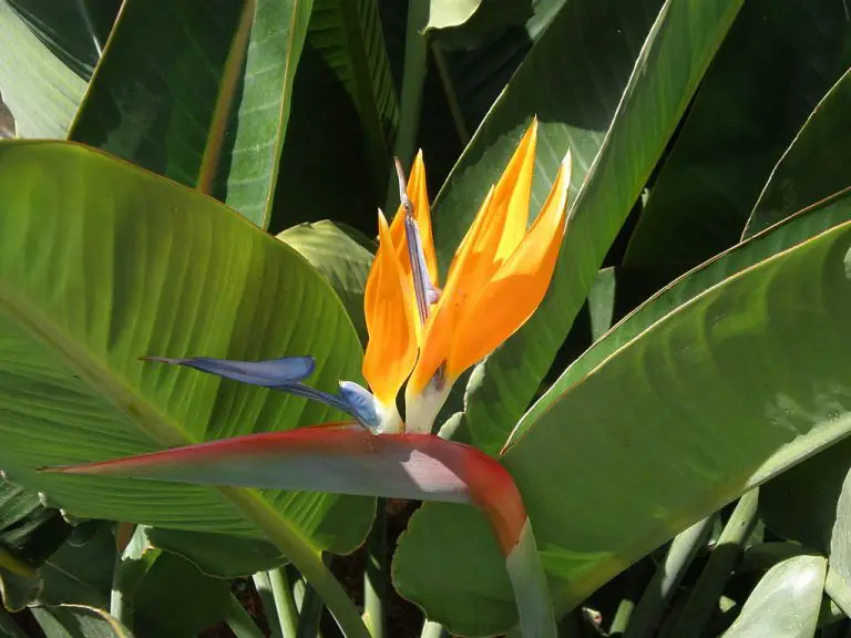 Indoor Trees and Large Plants: Bird of Paradise (Strelitzia reginae)