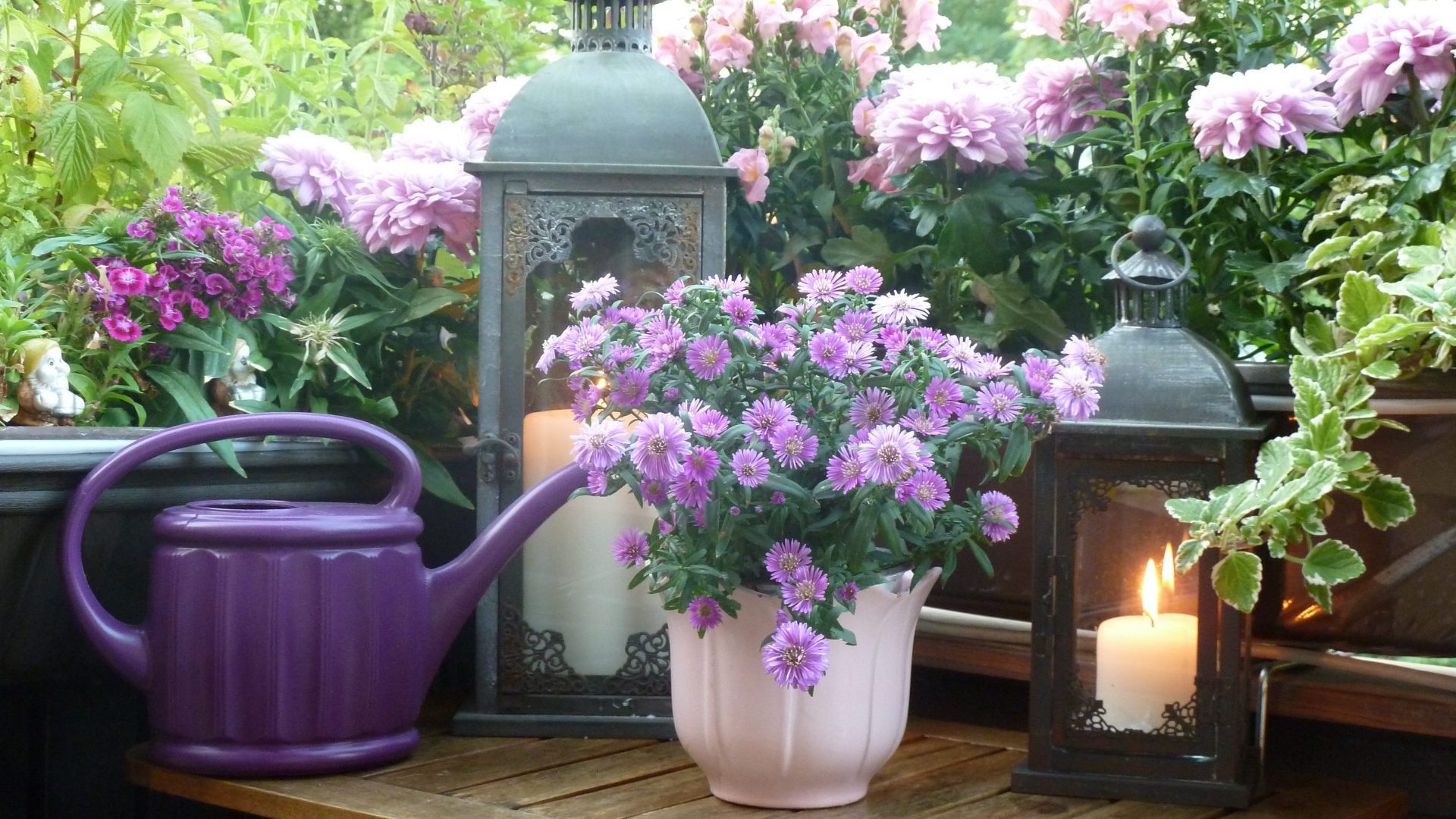 balcony-asters-chrysanthemumse-e1705772546289