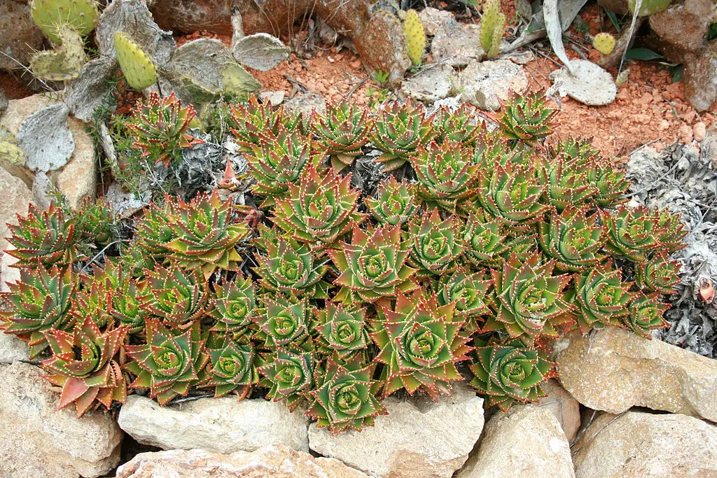 aloe mitra (Aloe perfoliata)