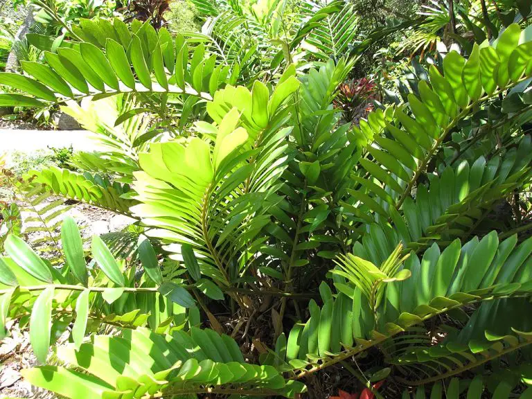 How To Care for ZZ Plant