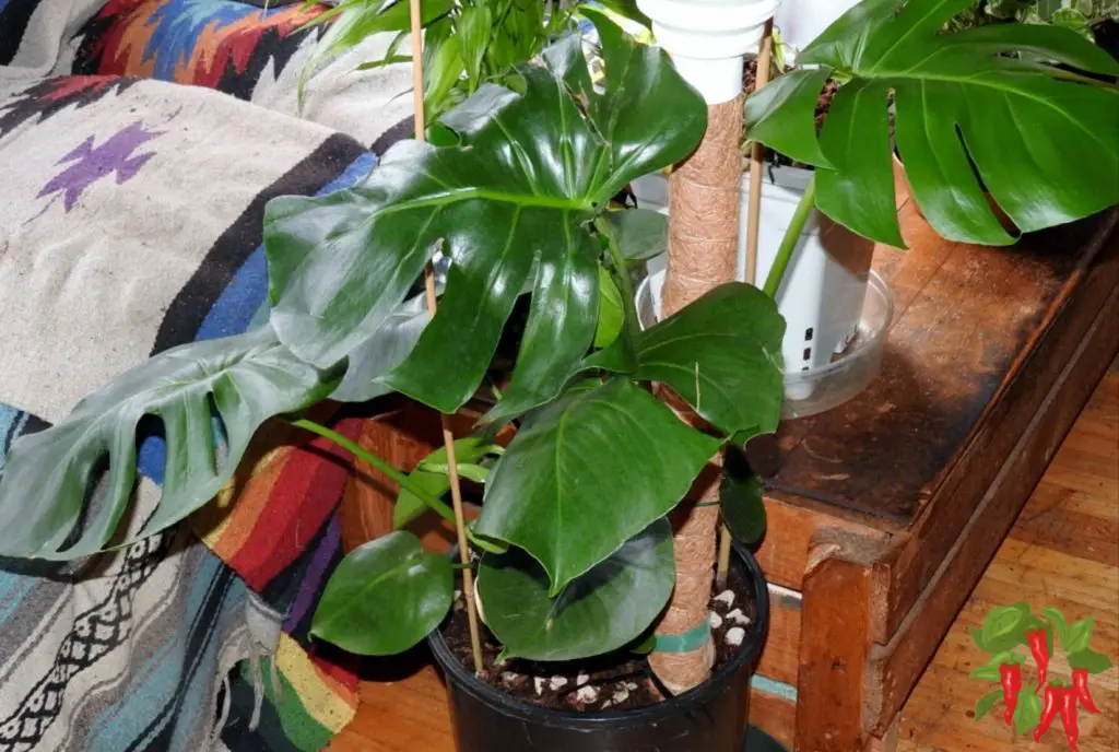 How To Care for Monstera