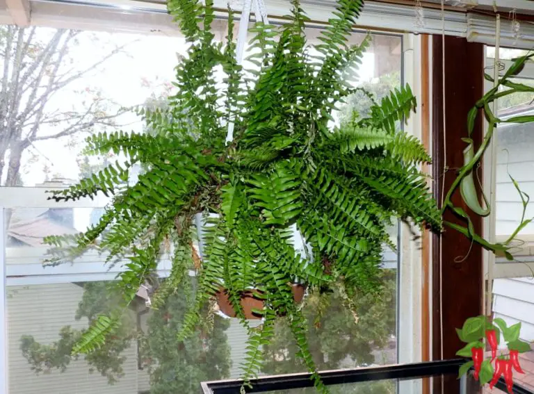Creative Ways to Incorporate Low Light Plants in Interior Design