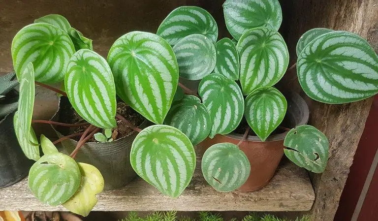 How To Grow Peperomia