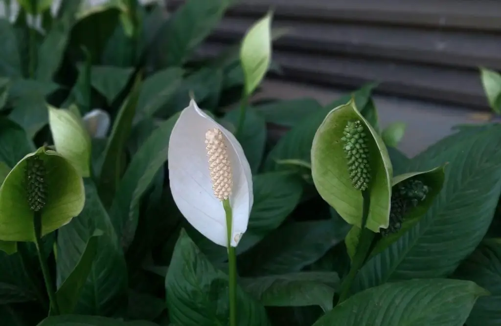 How To Care for Peace Lily