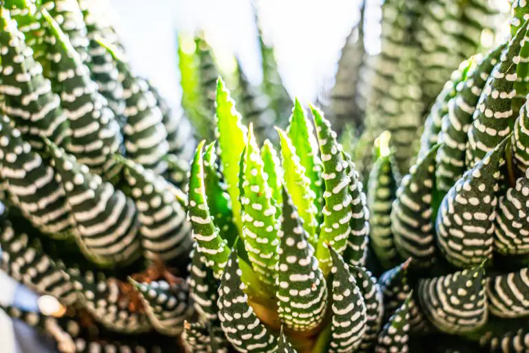 Essential Care Tips for Sun-Loving Plants