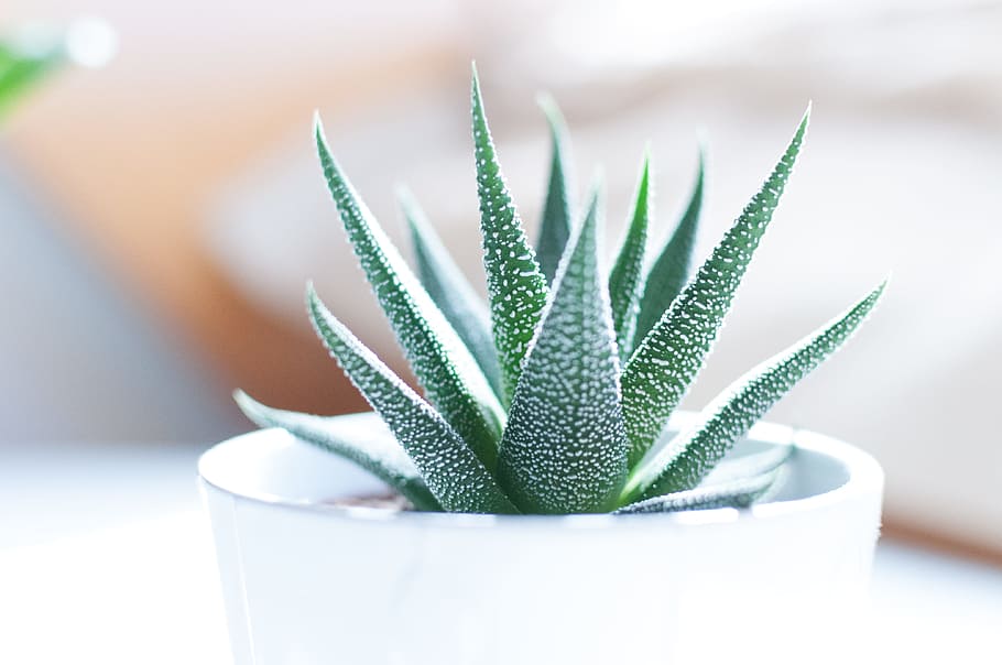 Best Direct Sunlight Plants