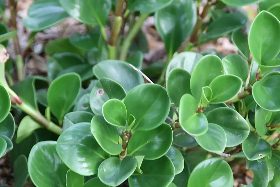Baby Rubber Plant (Peperomia obtusifolia)