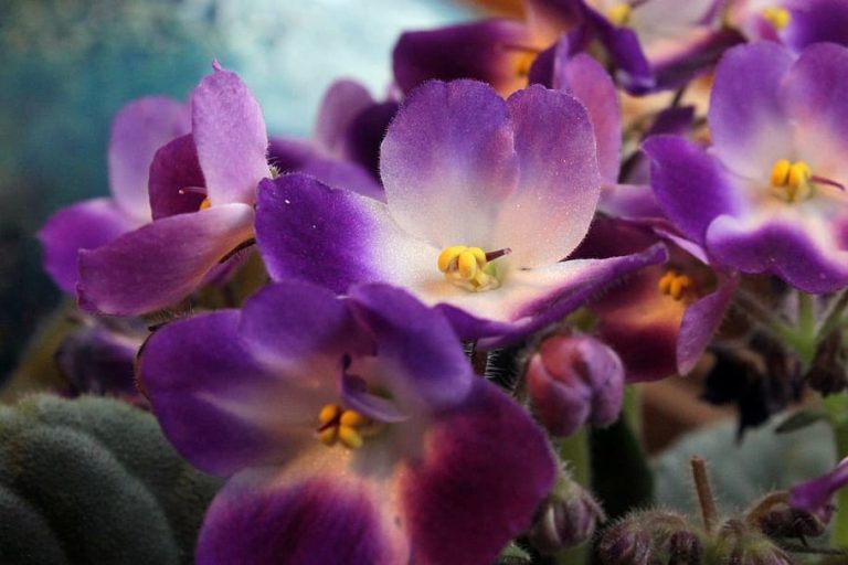 Beginner-Friendly Indoor Flowering Plants - African Violet