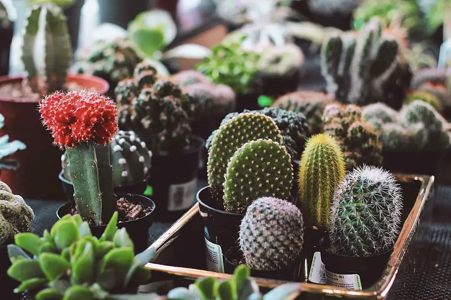 Benefits of Growing Succulents Indoors