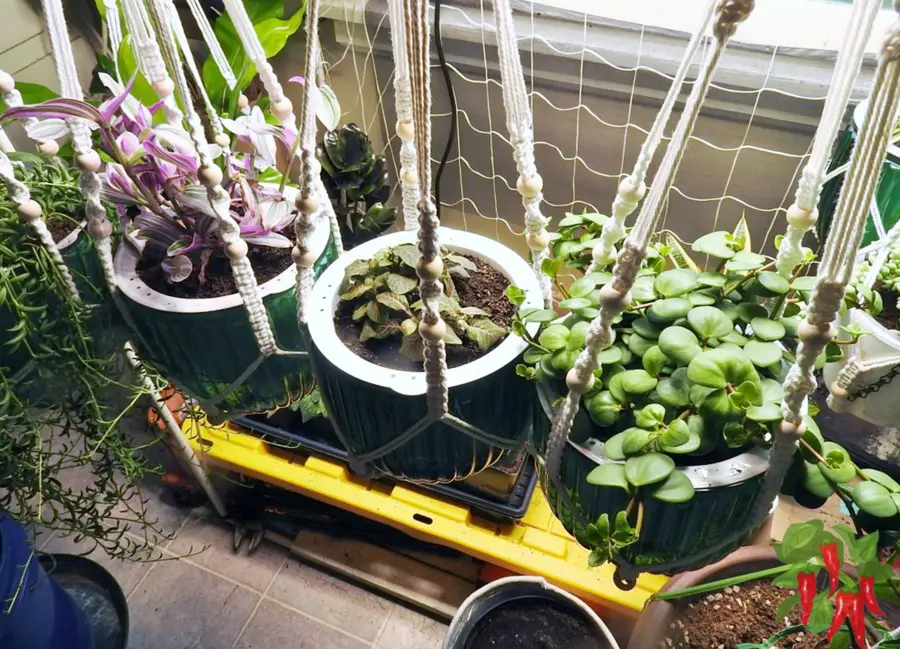 Benefits of Pet Safe Indoor Plants