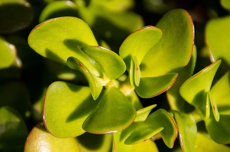 Best Indoor Succulents for Low Light