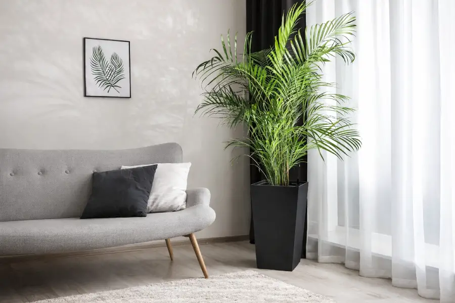 Black Planters for Indoor Plants (Modern Indoor Planter Ideas)
