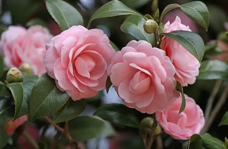 Camellia Care in Pots: Growth Tips & Feng Shui Placement