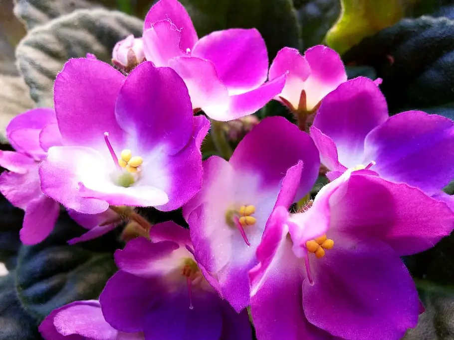 Caring for African Violets: Indoor Feng Shui Tips and Tricks