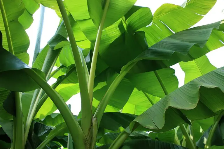 Caring for Banana Plants