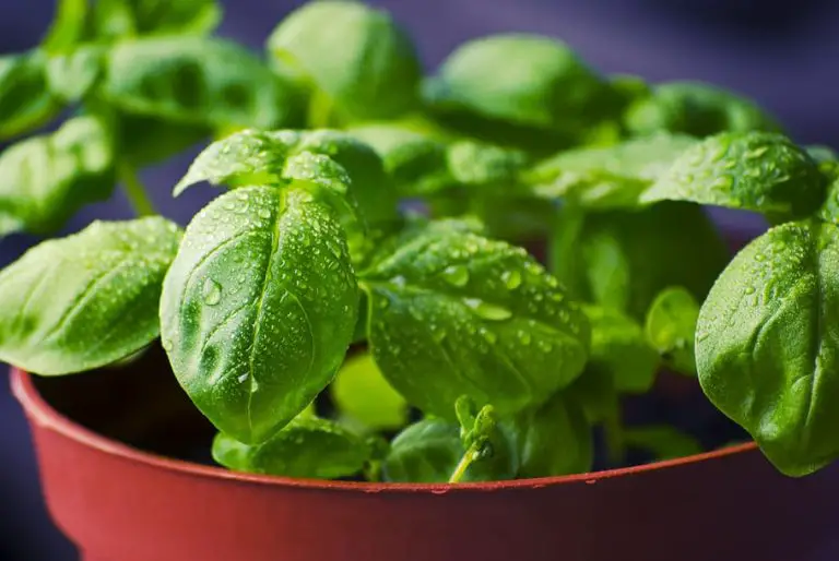 Caring for Basil Indoors: Basil Plant Feng Shui Growth Tips