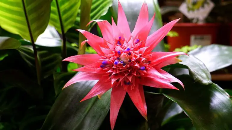 Caring for Bromeliads Indoors