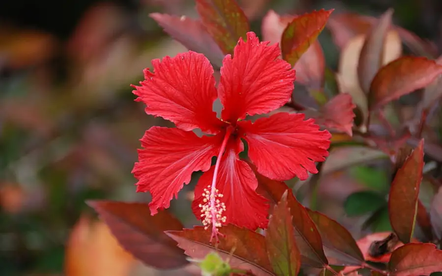 Caring for Hibiscus Indoors: Feng Shui Placement and Growth