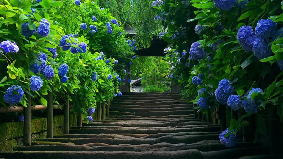 Caring for Hydrangeas Indoors: A Feng Shui Perspective
