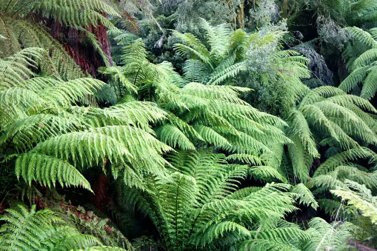Caring for Indoor Ferns Essential Care Tips for Beginners