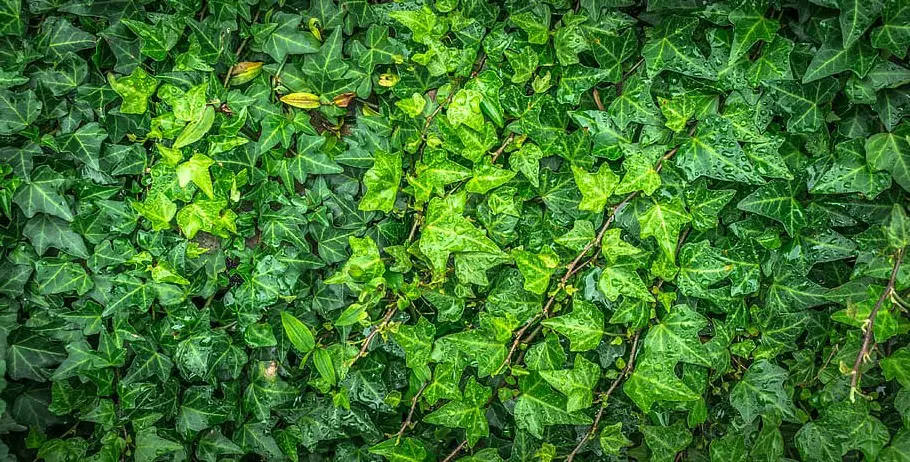 Caring for Ivy Plants Growth Tips & Feng Shui Placement
