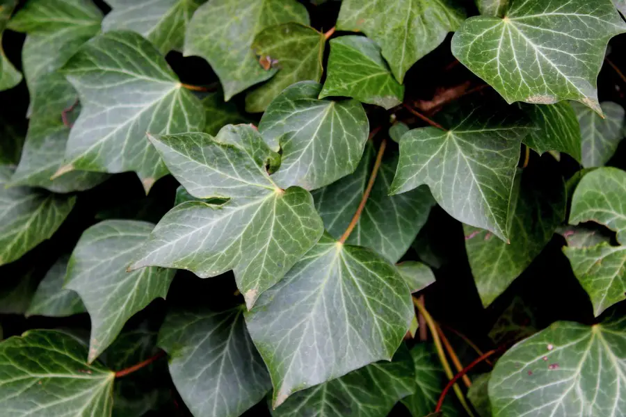 Caring for Ivy Plants Indoors