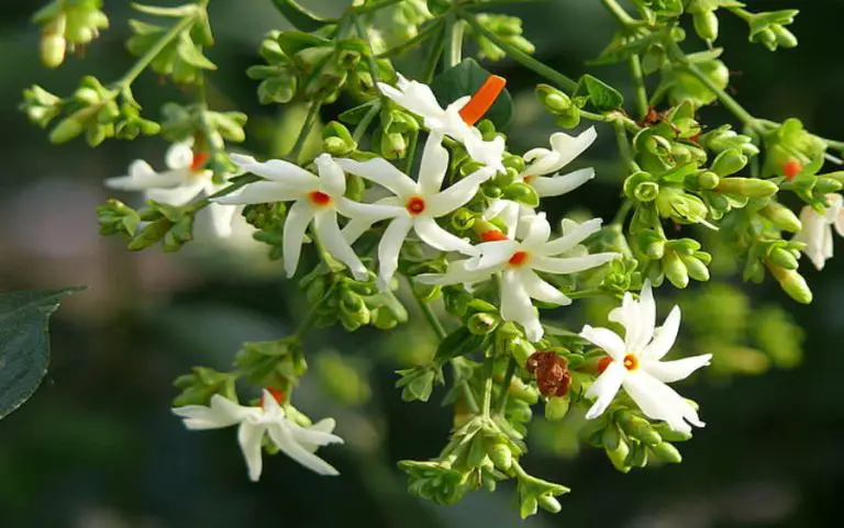Caring for Jasmine Indoors: Growth Tips & Feng Shui Placement