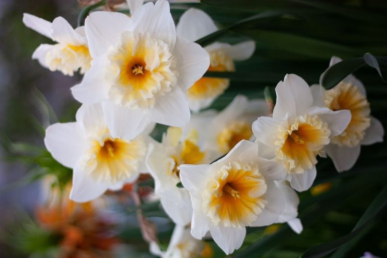 Caring for Narcissus Indoors