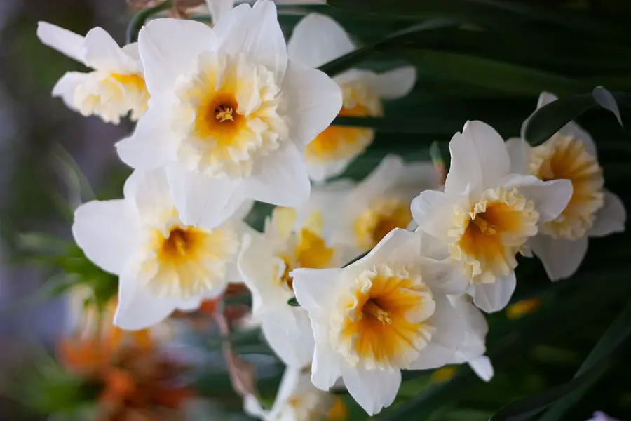 Caring for Narcissus Indoors: Transform Your Space with Feng Shui