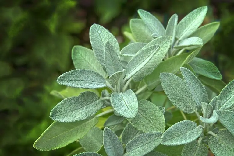 Caring for Sage Plants Indoors