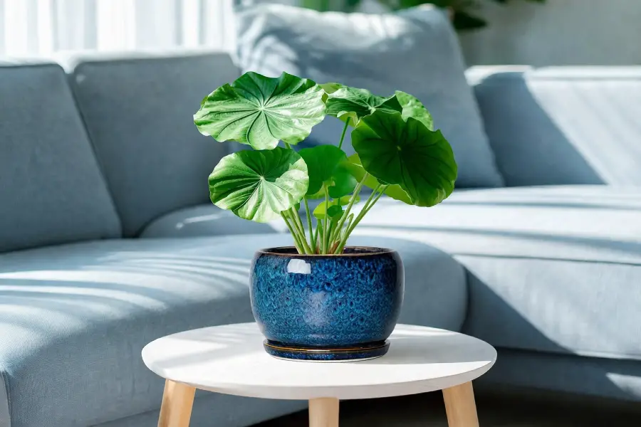 Ceramic Planters for Indoor Plants (Decorative Indoor Planter Ideas)