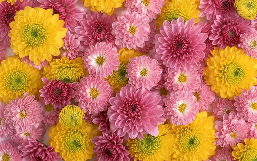 Chrysanthemum Indoor Plant Care