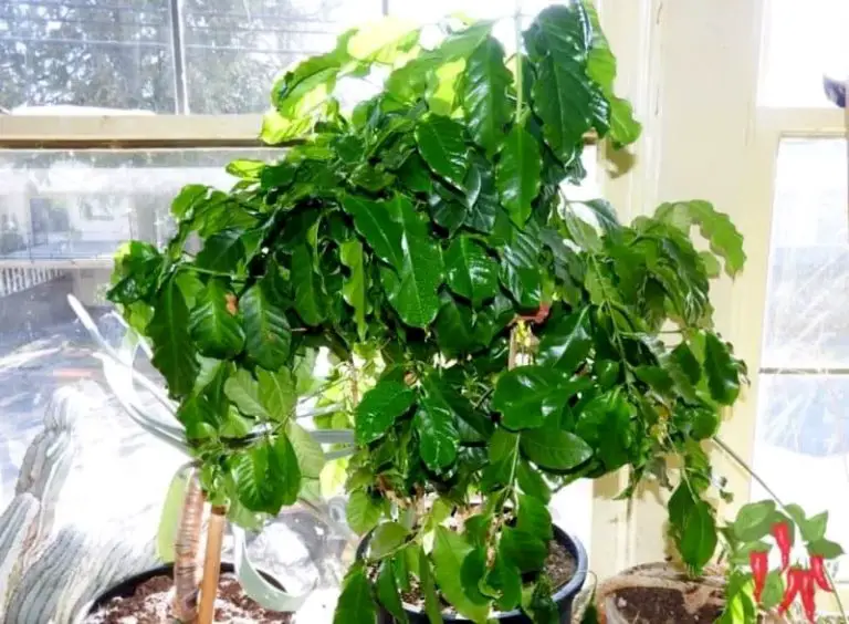 Coffee Plant Care Feng Shui Placement & Growth Tips