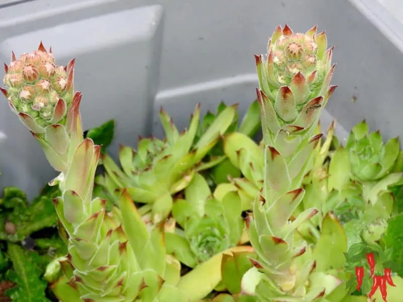 Hens-and-Chicks (Sempervivum)