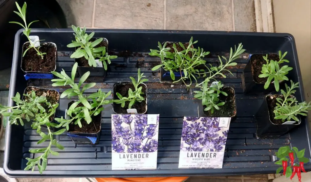 Growing Lavender Indoors from Seed