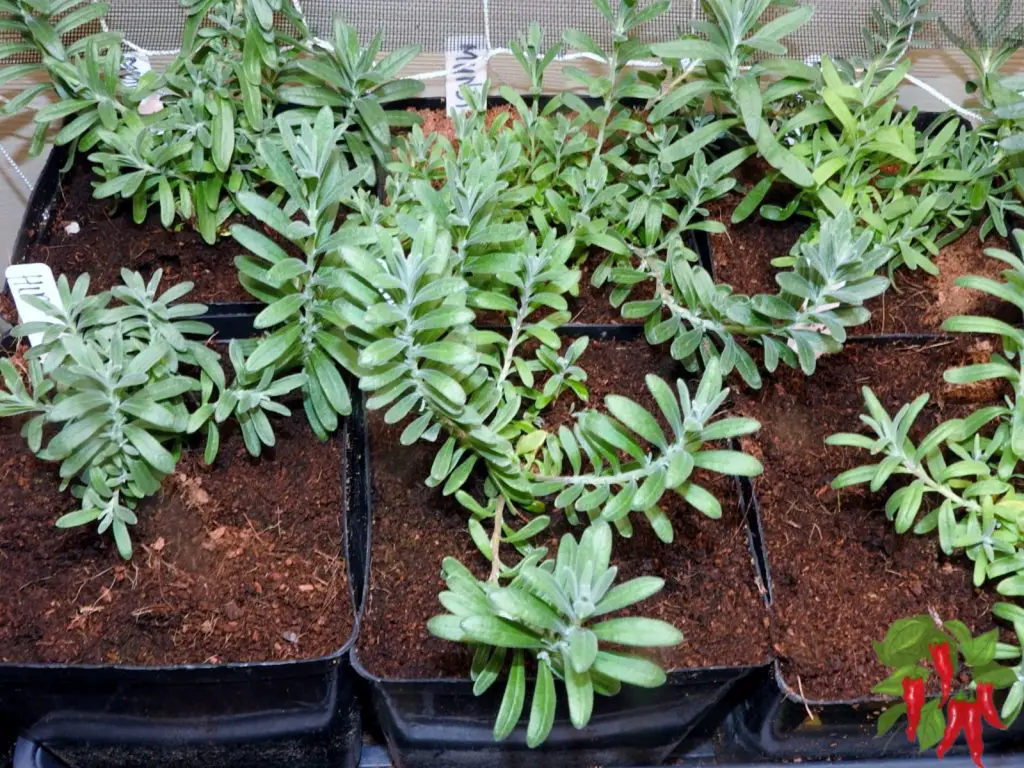Propagating Lavender Plants
