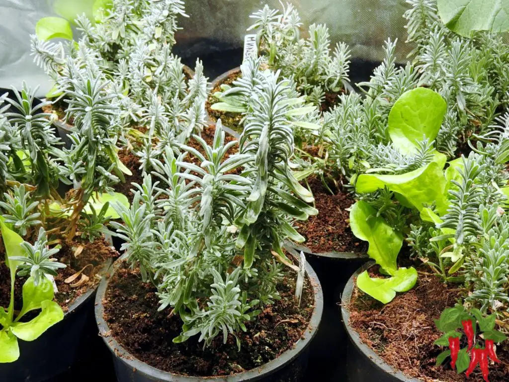 Growing Lavender Indoors: Lavender Plant Feng Shui Made Easy
