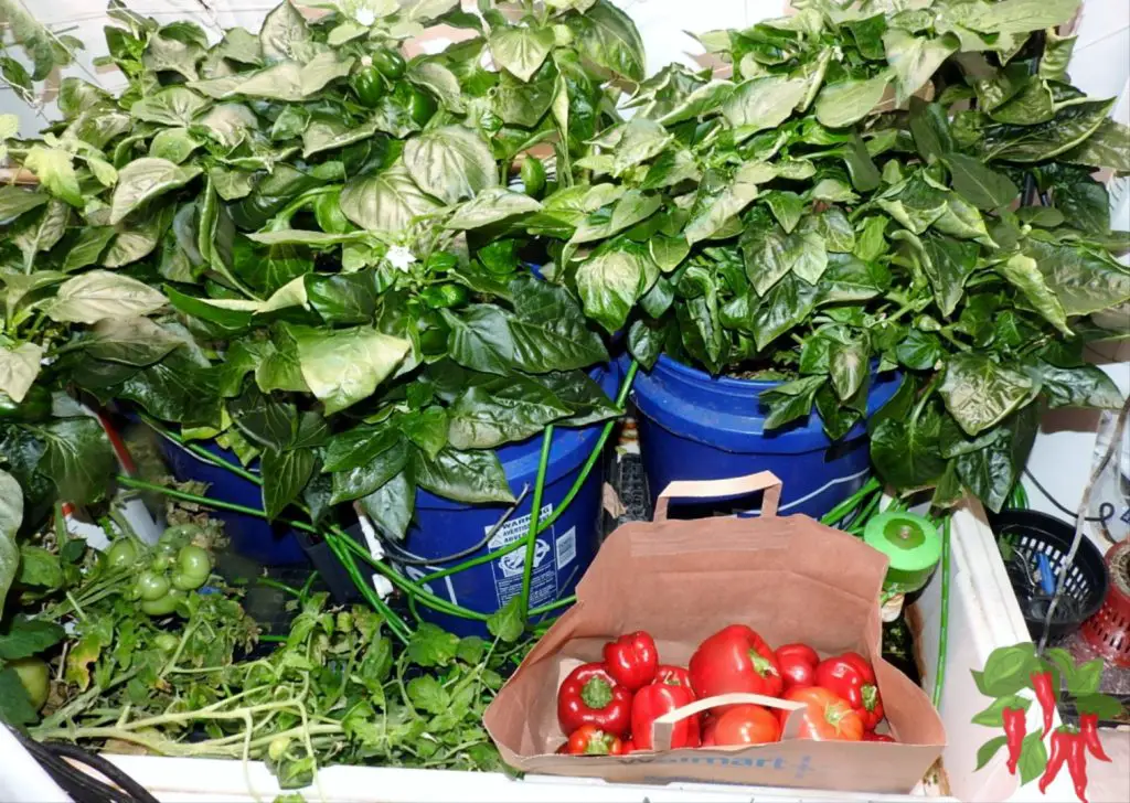 Growing in Closet Spaces