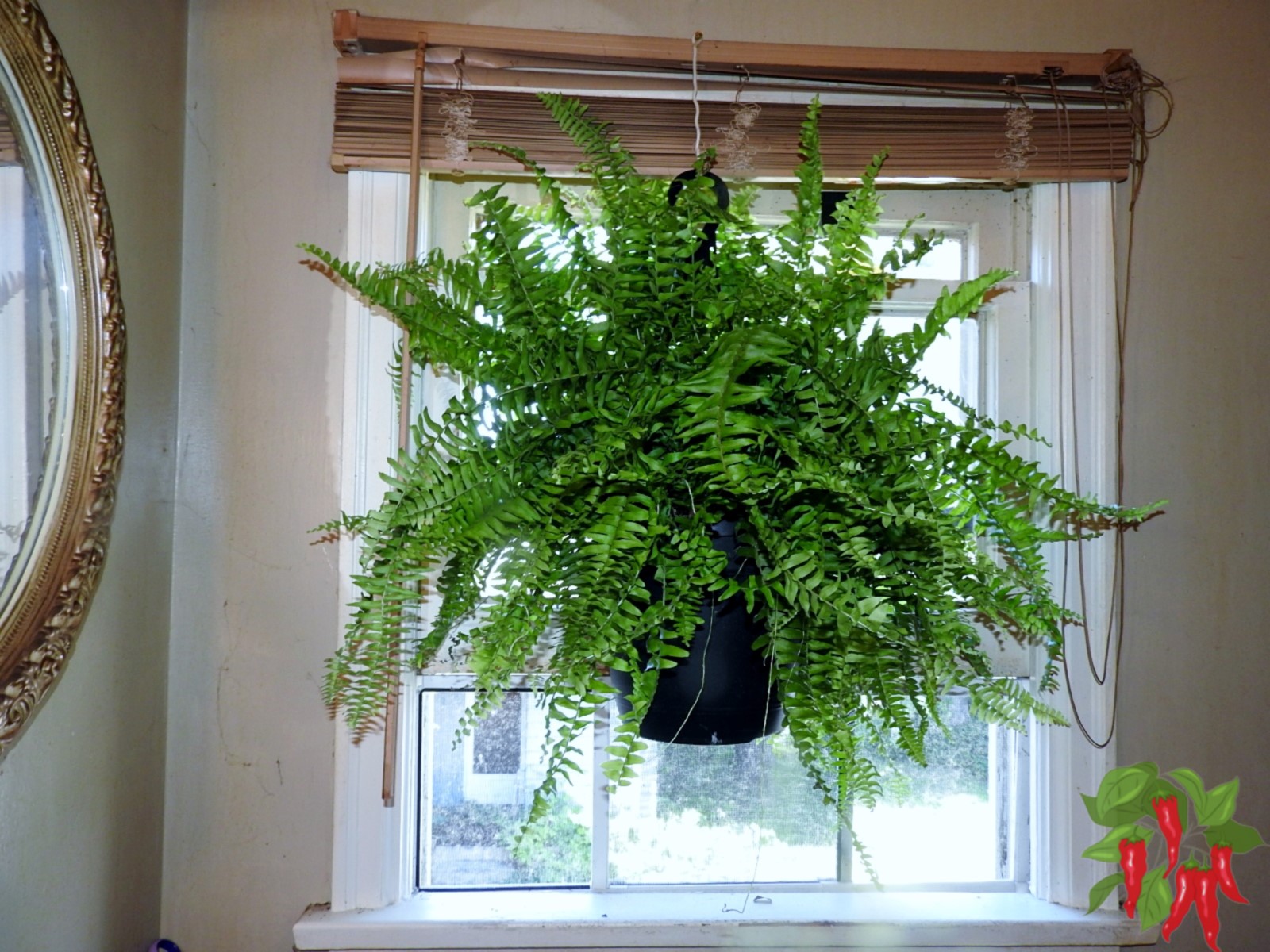 11 Best Air-Purifying Plants for Bathrooms (Easy Care Guide)