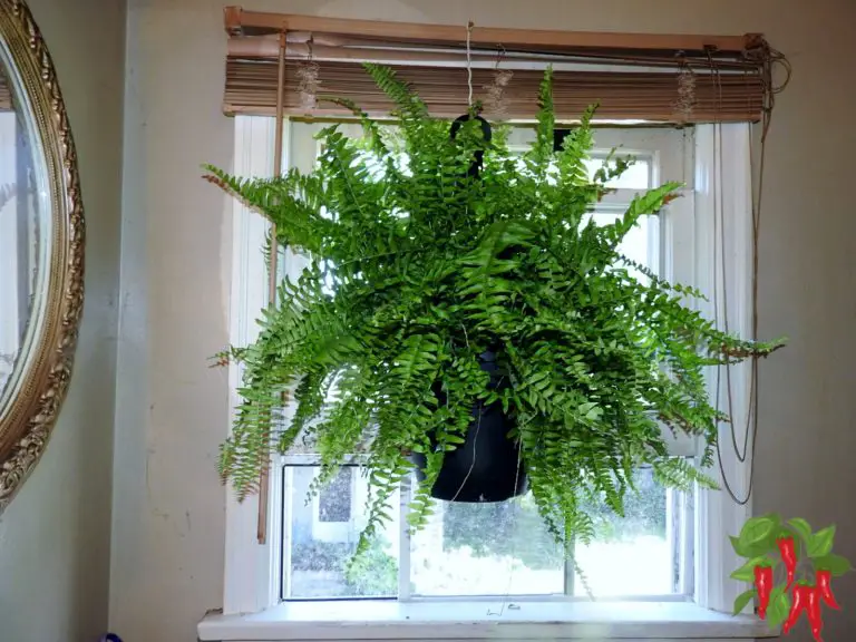 Fern Care Indoors