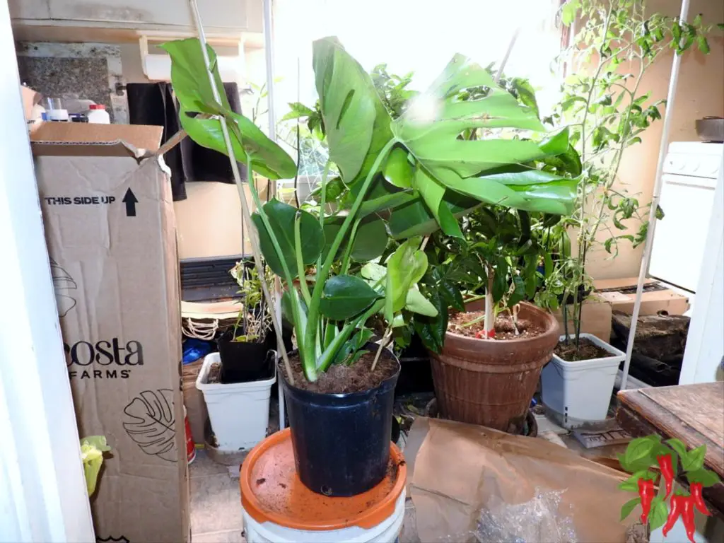 Monstera Deliciosa Right Out Of The Box