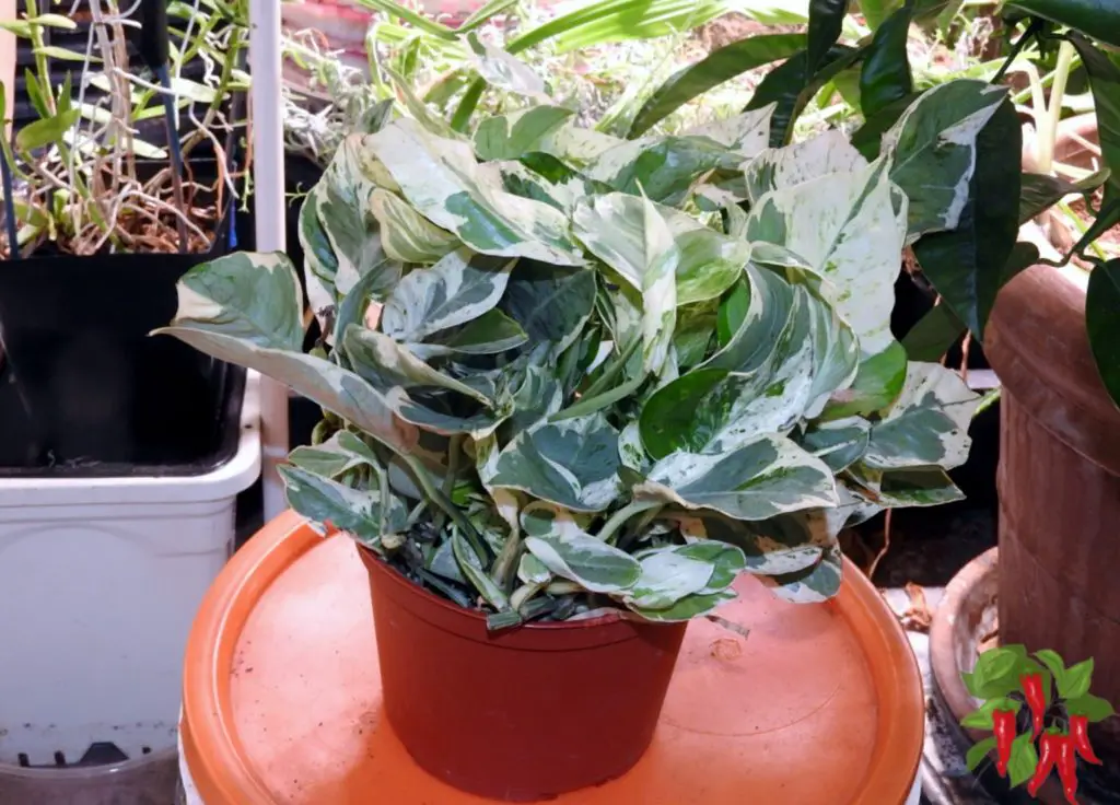 Pearls and Jade Pothos