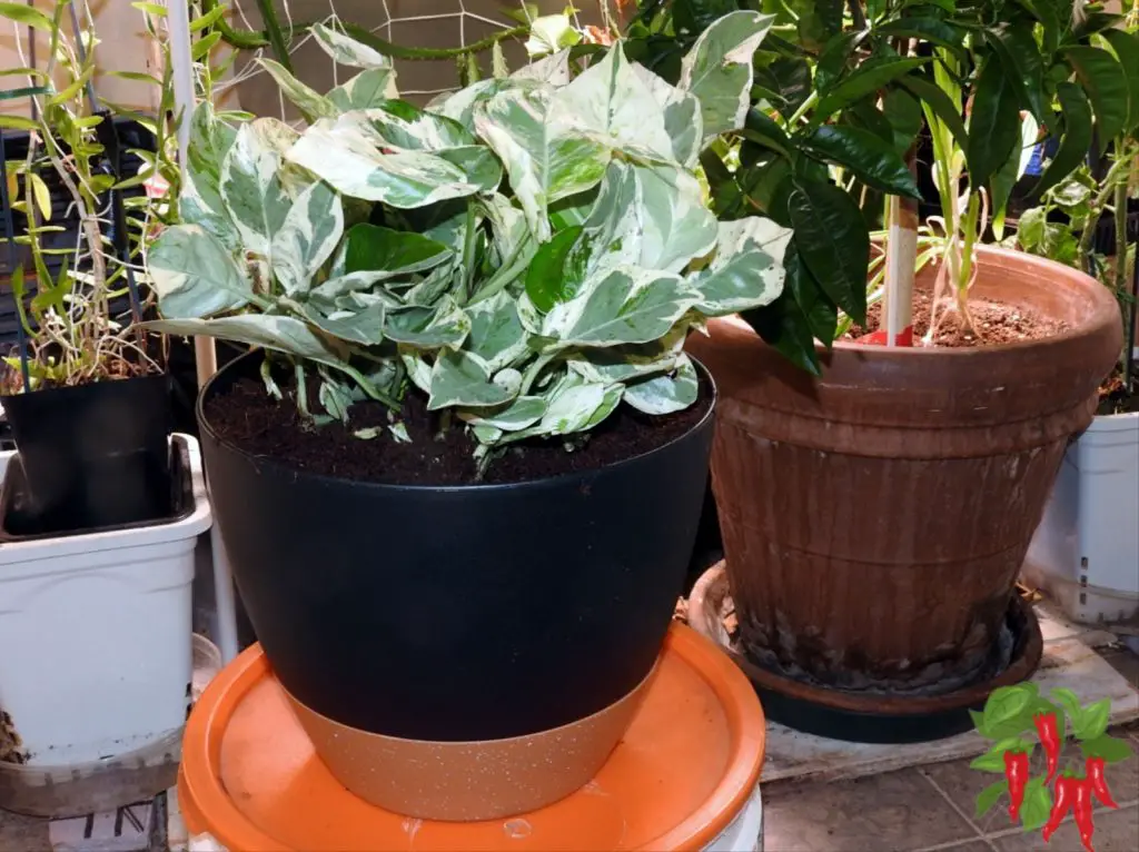 How to Grow Pothos Indoors - N’Joy Pothos