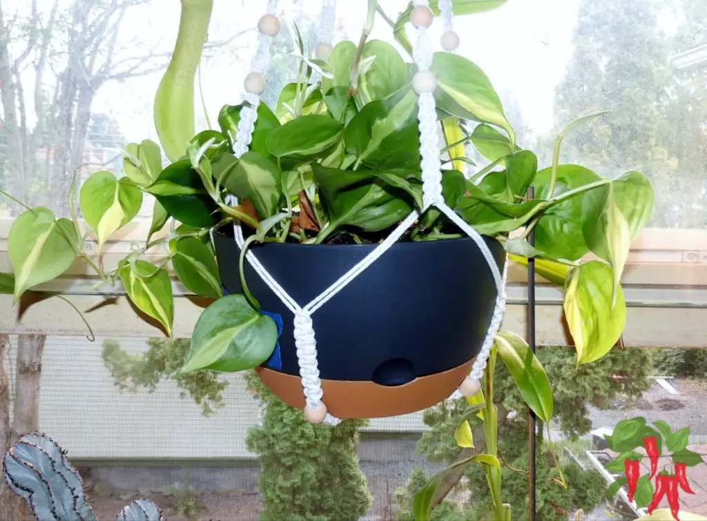 Best Indoor Plants for Small Spaces