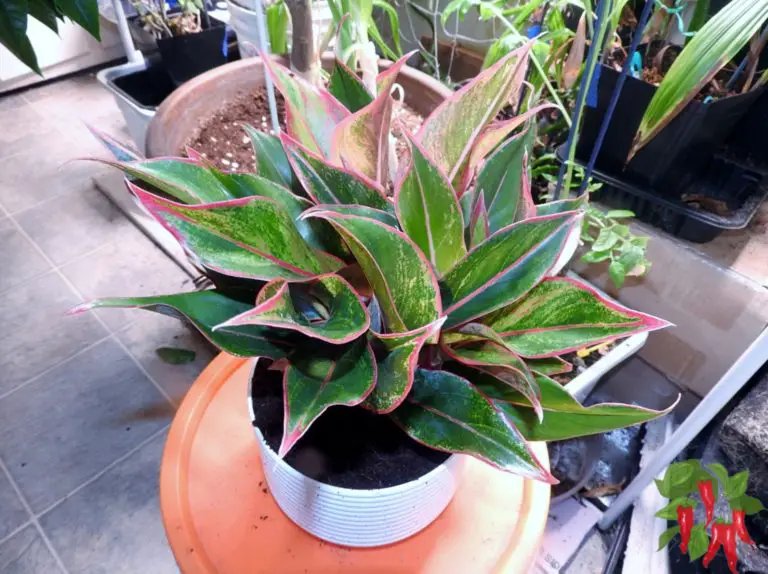 Chinese Evergreen Care: Boost Growth & Energy with Feng Shui