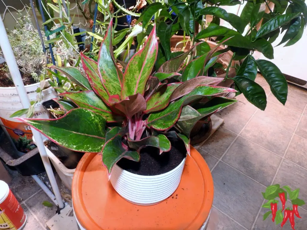Best Indoor Plants for Low Humidity