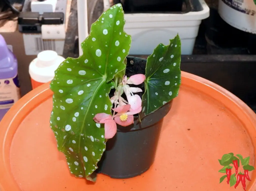 Small Flowering Indoor Plants for Beginners - Angelwing Begonias