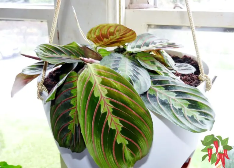 How To Care for Calathea Red Prayer Plant, Maranta Leuconeura