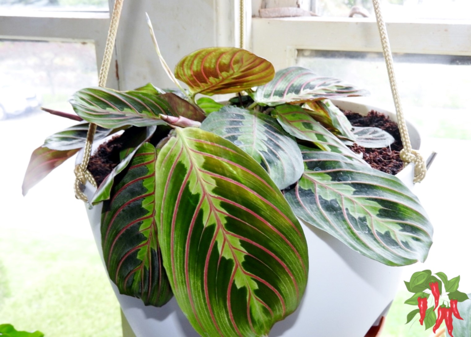How To Care for Calathea: Easy Prayer Plant Guide