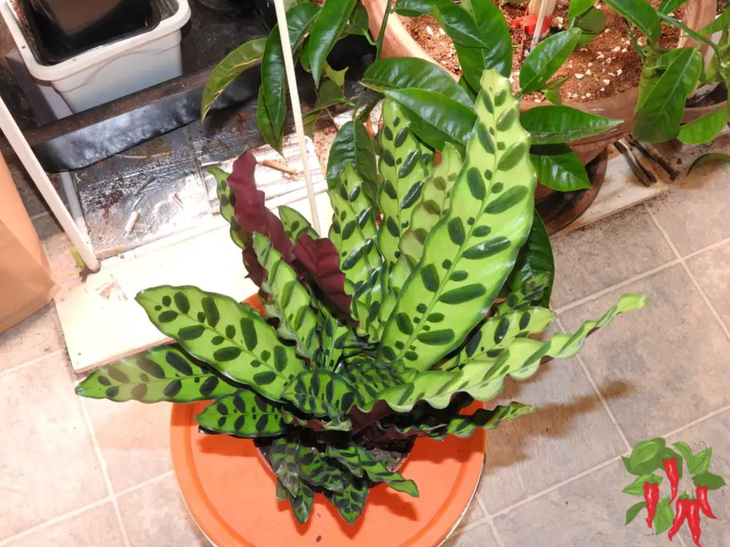 Pet Safe Rattlesnake Plant Calathea lancifolia